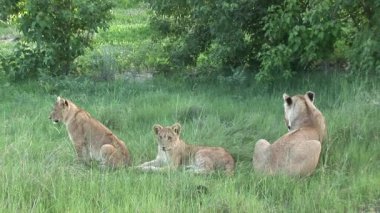 Aslan vahşi, tehlikeli memeli Afrika Savannah Kenya