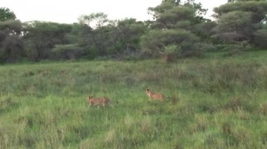 Aslan vahşi, tehlikeli memeli Afrika Savannah Kenya