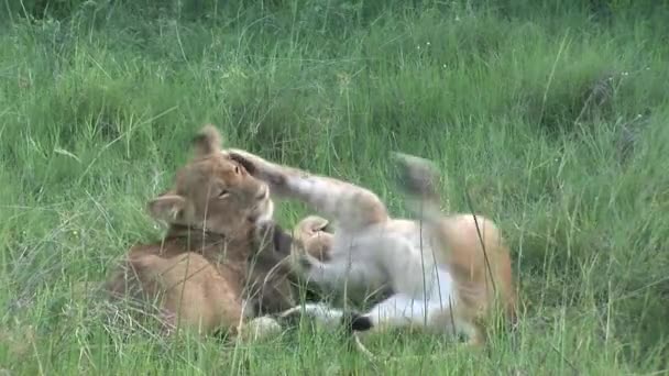 León salvaje peligroso mamífero África sabana Kenia — Vídeo de stock