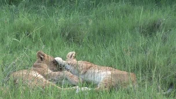 Lejon vilt farliga däggdjur Afrika savann Kenya — Stockvideo