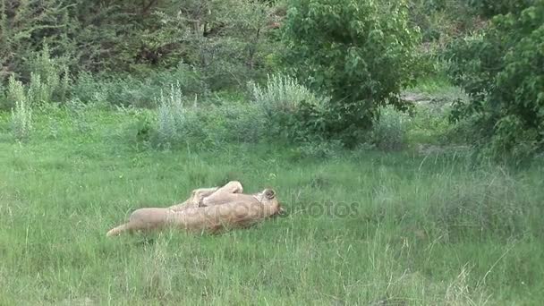 Leão selvagem perigoso mamífero áfrica savana Quênia — Vídeo de Stock