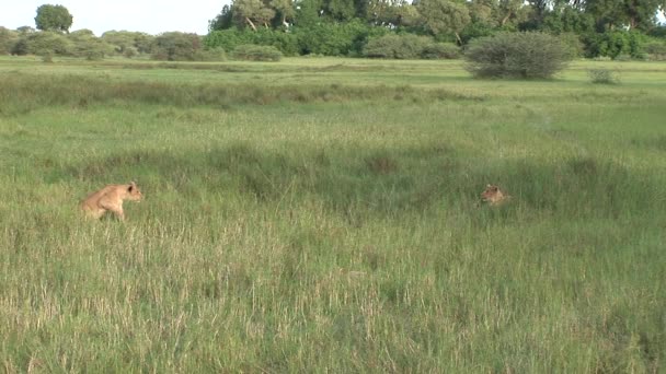 Leão selvagem perigoso mamífero áfrica savana Quênia — Vídeo de Stock