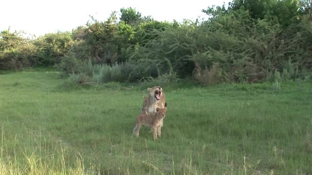 Leão selvagem perigoso mamífero áfrica savana Quênia — Vídeo de Stock