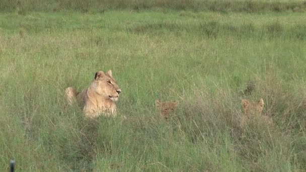 Lion wild dangerous mammal africa savannah Kenya — Stock Video