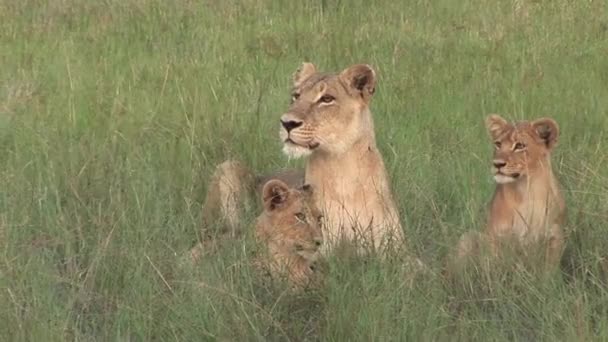 Wilde Löwen gefährliches Säugetier Afrikanische Savanne Kenia — Stockvideo