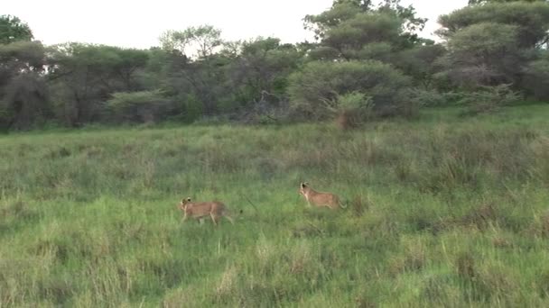 Aslan vahşi, tehlikeli memeli Afrika Savannah Kenya — Stok video