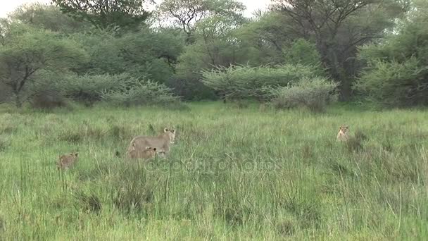 Leeuw wild gevaarlijk zoogdier africa savannah Kenia — Stockvideo