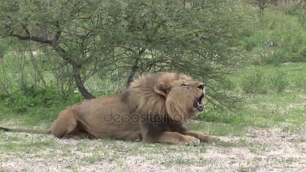 Lion sauvage dangereux mammifère afrique savane Kenya — Video