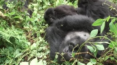 Vahşi goril hayvan Ruanda Afrika tropikal orman 