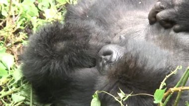 Vahşi goril hayvan Ruanda Afrika tropikal orman 