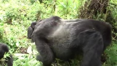 Vahşi goril hayvan Ruanda Afrika tropikal orman 
