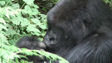 Vahşi goril hayvan Ruanda Afrika tropikal orman 