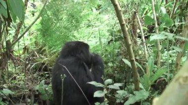 Vahşi goril hayvan Ruanda Afrika tropikal orman 