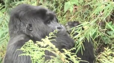 Vahşi goril hayvan Ruanda Afrika tropikal orman 