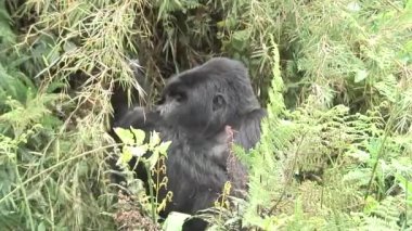 Vahşi goril hayvan Ruanda Afrika tropikal orman 
