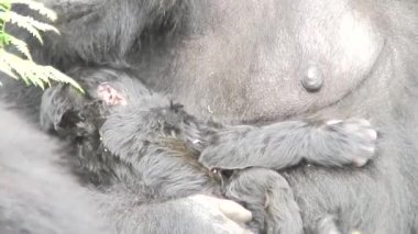 Vahşi goril hayvan Ruanda Afrika tropikal orman 