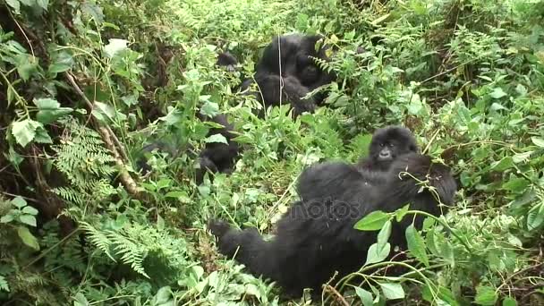 Dzikie zwierzę Gorilla lasów tropikalnych Afryki Rwanda — Wideo stockowe
