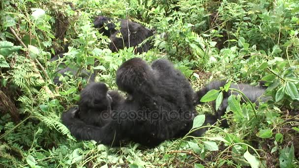 Gorila salvaje Rwanda Africa tropical Forest — Vídeos de Stock