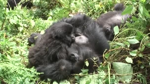 Vahşi goril hayvan Ruanda Afrika tropikal orman — Stok video