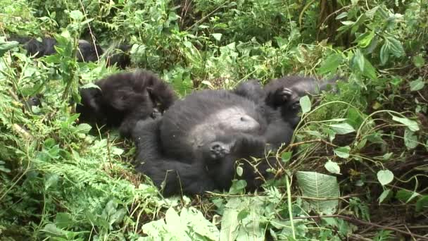 Wild Gorilla dier tropisch woud van Rwanda Afrika — Stockvideo