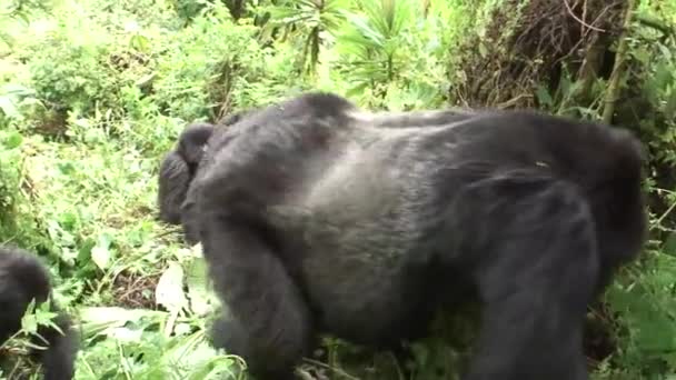 Villi Gorilla eläin Ruanda Afrikka trooppinen metsä — kuvapankkivideo