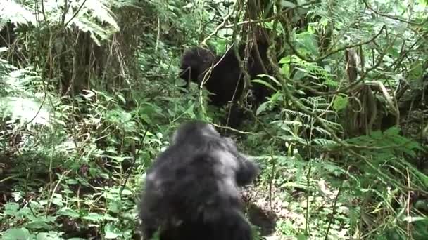 Gorilla vadállat Ruanda Afrika trópusi erdő — Stock videók