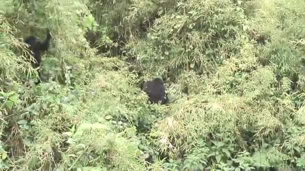 Gorille sauvage Rwanda Afrique Forêt tropicale  