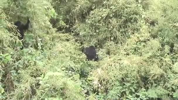 Gorila selvagem animal Ruanda África floresta tropical — Vídeo de Stock