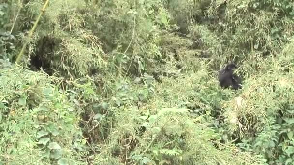 Gorille sauvage Rwanda Afrique Forêt tropicale  