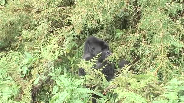 Gorilla selvatica animale Ruanda Africa foresta tropicale — Video Stock