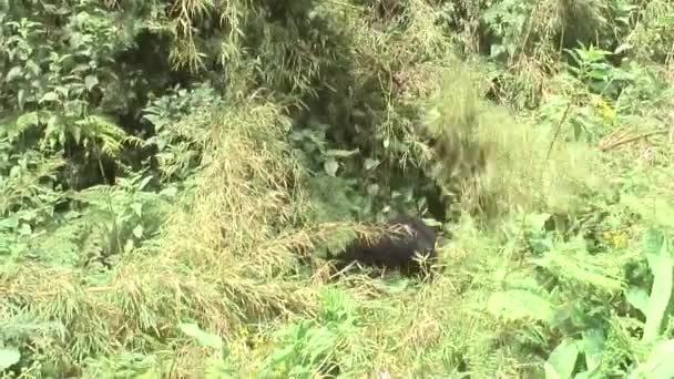 Gorila selvagem animal Ruanda África floresta tropical — Vídeo de Stock