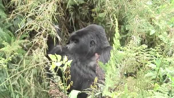 Vilda Gorilla djur Rwanda Afrika tropisk skog — Stockvideo