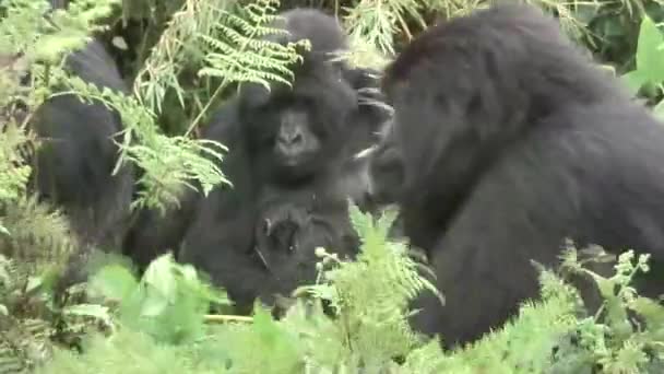 Gorila salvaje Rwanda Africa tropical Forest — Vídeos de Stock
