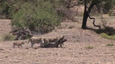 Aslan vahşi, tehlikeli memeli Afrika Savannah Kenya