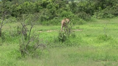 Aslan vahşi, tehlikeli memeli Afrika Savannah Kenya
