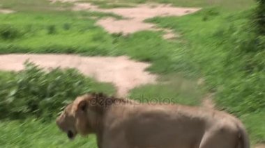 Aslan vahşi, tehlikeli memeli Afrika Savannah Kenya