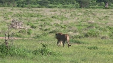Aslan vahşi, tehlikeli memeli Afrika Savannah Kenya