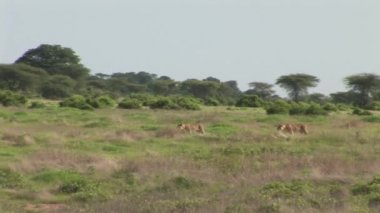 Aslan vahşi, tehlikeli memeli Afrika Savannah Kenya