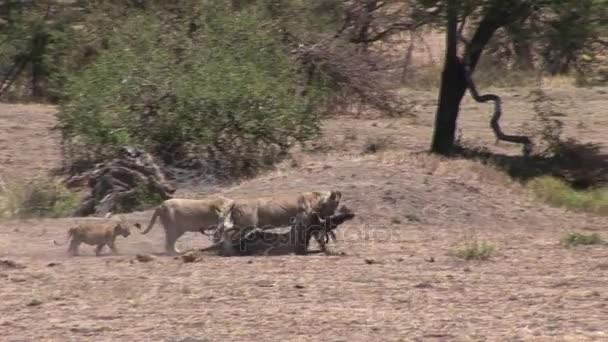 Lev divoký nebezpečný savec africká savana keňa — Stock video