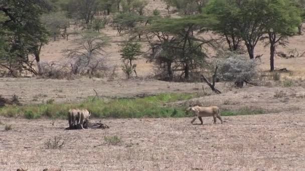 Lev divoký nebezpečný savec africká savana keňa — Stock video