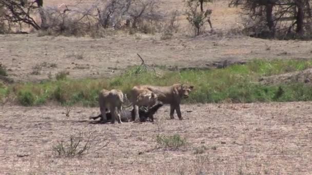 Lev divoký nebezpečný savec africká savana keňa — Stock video