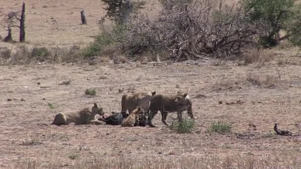 Lion wild dangerous mammal africa savannah Kenya — Stock Video