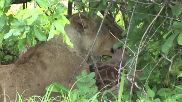 Leão selvagem perigoso mamífero áfrica savana Quênia — Vídeo de Stock