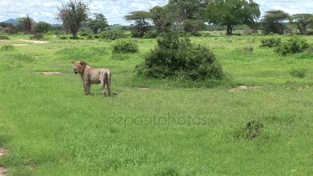 Aslan vahşi, tehlikeli memeli Afrika Savannah Kenya — Stok video