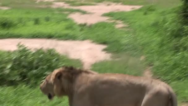 Leeuw wild gevaarlijk zoogdier africa savannah Kenia — Stockvideo