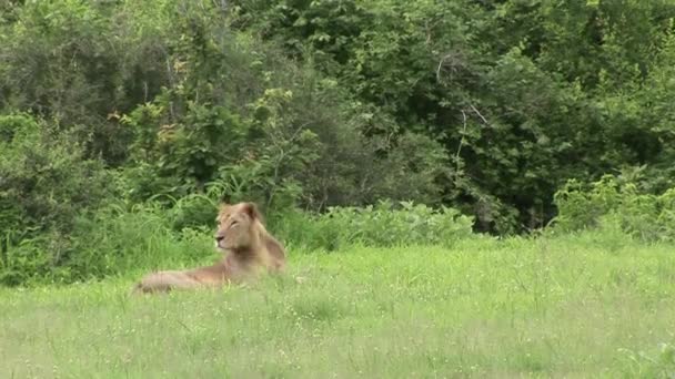 Lew dziki niebezpieczny ssak afrykański sawanna Kenia — Wideo stockowe