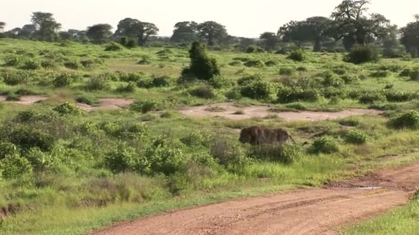 Wilde Löwen gefährliches Säugetier Afrikanische Savanne Kenia — Stockvideo