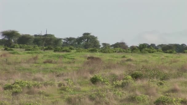 Leone selvatico mammifero pericoloso Africa savana Kenya — Video Stock