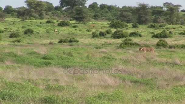 Aslan vahşi, tehlikeli memeli Afrika Savannah Kenya — Stok video