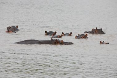 Afrika nehir su su aygırı (su aygırı amphibius içinde vahşi su aygırı